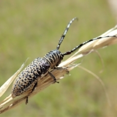 Rhytiphora albocincta at Cook, ACT - 11 Feb 2022