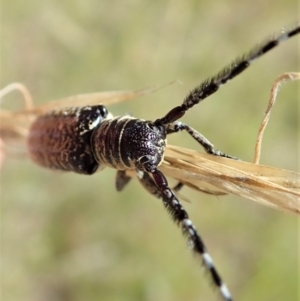 Rhytiphora albocincta at Cook, ACT - 11 Feb 2022 11:34 AM