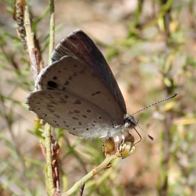 Erina hyacinthina (Varied Dusky-blue) at Aranda, ACT - 11 Feb 2022 by CathB