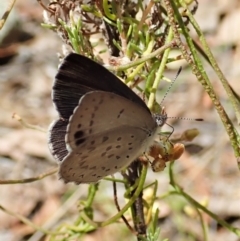 Erina hyacinthina at Aranda, ACT - 11 Feb 2022 12:14 PM