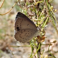 Erina hyacinthina at Aranda, ACT - 11 Feb 2022 12:14 PM