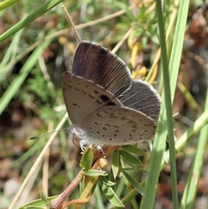 Erina hyacinthina at Aranda, ACT - 11 Feb 2022 12:14 PM