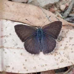 Erina hyacinthina at Aranda, ACT - 11 Feb 2022 12:14 PM