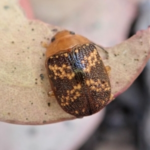 Paropsis aspera at Cook, ACT - 9 Feb 2022