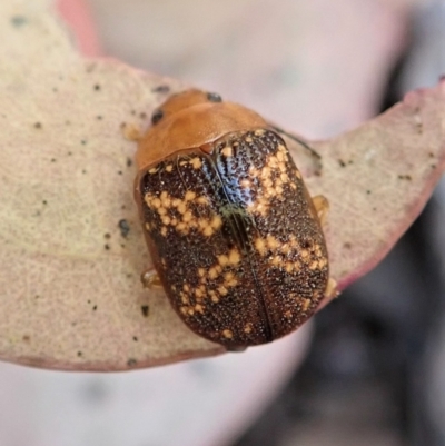 Paropsis aspera (Eucalyptus Tortoise Beetle) at Aranda Bushland - 9 Feb 2022 by CathB