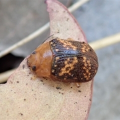 Paropsis aspera at Cook, ACT - 9 Feb 2022