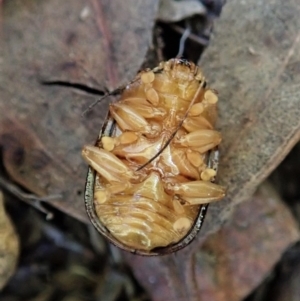 Paropsis aspera at Cook, ACT - 9 Feb 2022