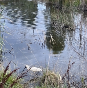 Platalea regia at Casey, ACT - 11 Feb 2022