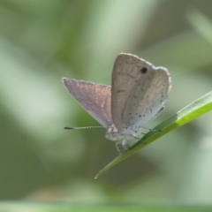 Erina hyacinthina (Varied Dusky-blue) at Point 4999 - 11 Feb 2022 by Steve_Bok