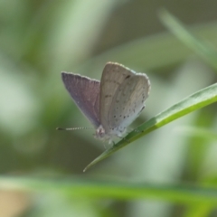 Erina hyacinthina at Molonglo Valley, ACT - 11 Feb 2022