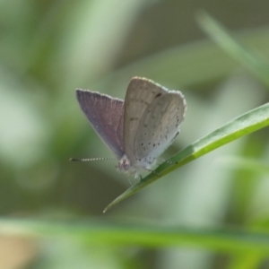 Erina hyacinthina at Molonglo Valley, ACT - 11 Feb 2022 12:14 PM