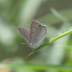 Erina hyacinthina at Molonglo Valley, ACT - 11 Feb 2022 12:14 PM