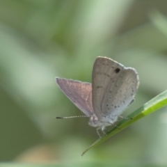 Erina hyacinthina at Molonglo Valley, ACT - 11 Feb 2022 12:14 PM