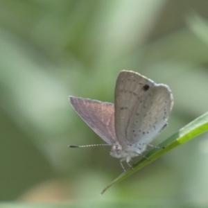 Erina hyacinthina at Molonglo Valley, ACT - 11 Feb 2022 12:14 PM