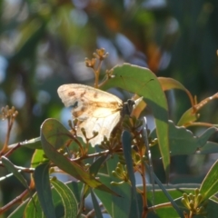 Heteronympha merope (Common Brown Butterfly) at Black Mountain - 11 Feb 2022 by SteveBorkowskis