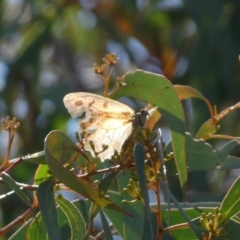 Heteronympha merope (Common Brown Butterfly) at Acton, ACT - 11 Feb 2022 by SteveBorkowskis