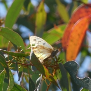 Heteronympha merope at Acton, ACT - 11 Feb 2022 11:49 AM