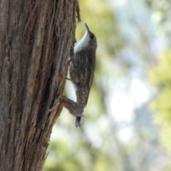 Cormobates leucophaea (White-throated Treecreeper) at Acton, ACT - 11 Feb 2022 by SteveBorkowskis