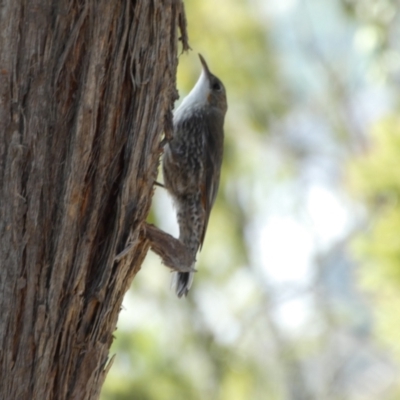 Cormobates leucophaea (White-throated Treecreeper) at Acton, ACT - 11 Feb 2022 by Steve_Bok