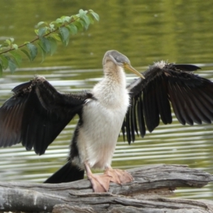 Anhinga novaehollandiae at Jerrabomberra, NSW - 11 Feb 2022