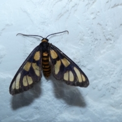 Amata (genus) (Handmaiden Moth) at McKellar, ACT - 16 Jan 2022 by Amata
