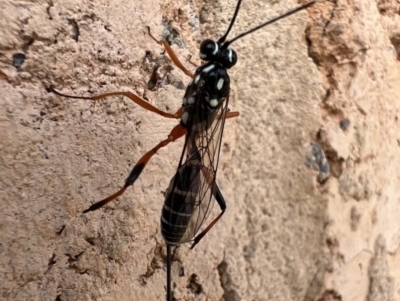 Gotra sp. (genus) (Unidentified Gotra ichneumon wasp) at Murrumbateman, NSW - 11 Feb 2022 by SimoneC