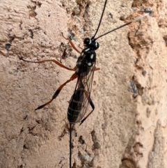 Gotra sp. (genus) (Unidentified Gotra ichneumon wasp) at Murrumbateman, NSW - 11 Feb 2022 by SimoneC