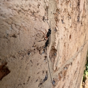 Gotra sp. (genus) at Murrumbateman, NSW - 11 Feb 2022