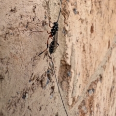 Gotra sp. (genus) at Murrumbateman, NSW - 11 Feb 2022 01:23 PM