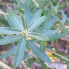 Astrotricha ledifolia at Gundaroo, NSW - 11 Feb 2022