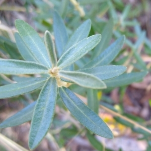 Astrotricha ledifolia at Gundaroo, NSW - 11 Feb 2022