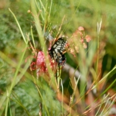Papilio anactus (Dainty Swallowtail) at Aranda, ACT - 11 Feb 2022 by KMcCue