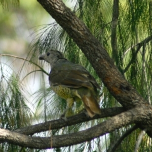 Ptilonorhynchus violaceus at Aranda, ACT - 11 Feb 2022