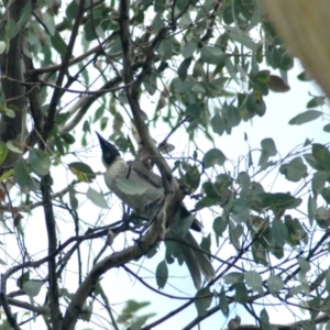 Philemon corniculatus at Aranda, ACT - 11 Feb 2022