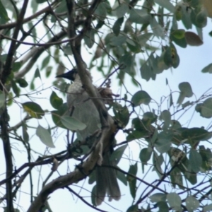 Philemon corniculatus at Aranda, ACT - 11 Feb 2022