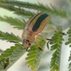 Calomela vittata (Acacia leaf beetle) at Murrumbateman, NSW - 9 Feb 2022 by SimoneC