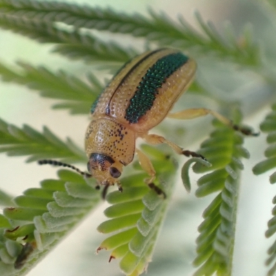 Calomela vittata (Acacia leaf beetle) at Murrumbateman, NSW - 9 Feb 2022 by SimoneC