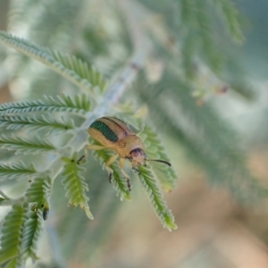 Calomela vittata at Murrumbateman, NSW - 10 Feb 2022