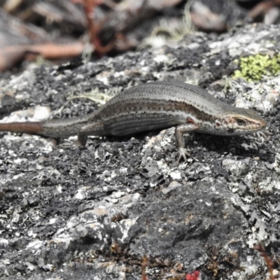 Pseudemoia entrecasteauxii (Woodland Tussock-skink) at Namadgi National Park - 11 Feb 2022 by JohnBundock