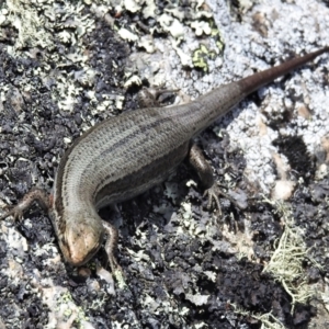 Pseudemoia entrecasteauxii at Bimberi, NSW - 11 Feb 2022