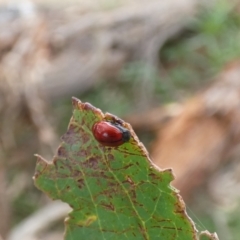 Ditropidus sp. (genus) (Leaf beetle) at Hawker, ACT - 25 Jan 2022 by Birdy