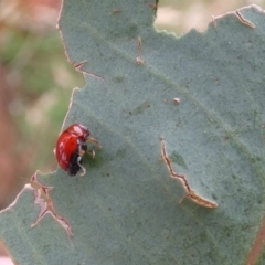 Ditropidus sp. (genus) at Hawker, ACT - suppressed