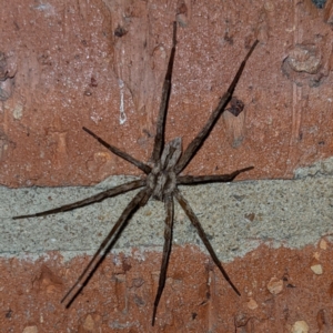 Argoctenus sp. (genus) at Kambah, ACT - 11 Feb 2022