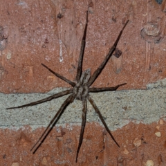 Argoctenus sp. (genus) (Wandering ghost spider) at Lions Youth Haven - Westwood Farm - 11 Feb 2022 by HelenCross
