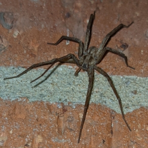 Argoctenus sp. (genus) at Kambah, ACT - 11 Feb 2022