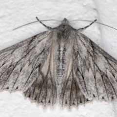 Cyneoterpna wilsoni (Cyneoterpna wilsoni) at Melba, ACT - 15 Dec 2021 by kasiaaus