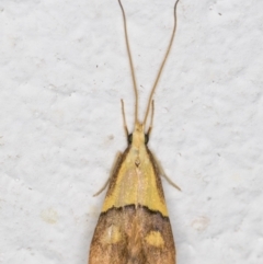 Crocanthes prasinopis (A Curved -horn moth) at Melba, ACT - 15 Dec 2021 by kasiaaus