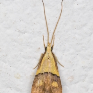 Crocanthes prasinopis at Melba, ACT - 15 Dec 2021 09:25 PM