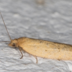 Tortricinae (subfamily) (A tortrix moth) at Melba, ACT - 15 Dec 2021 by kasiaaus