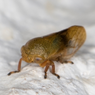 Unidentified Leafhopper or planthopper (Hemiptera, several families) at Melba, ACT - 15 Dec 2021 by kasiaaus